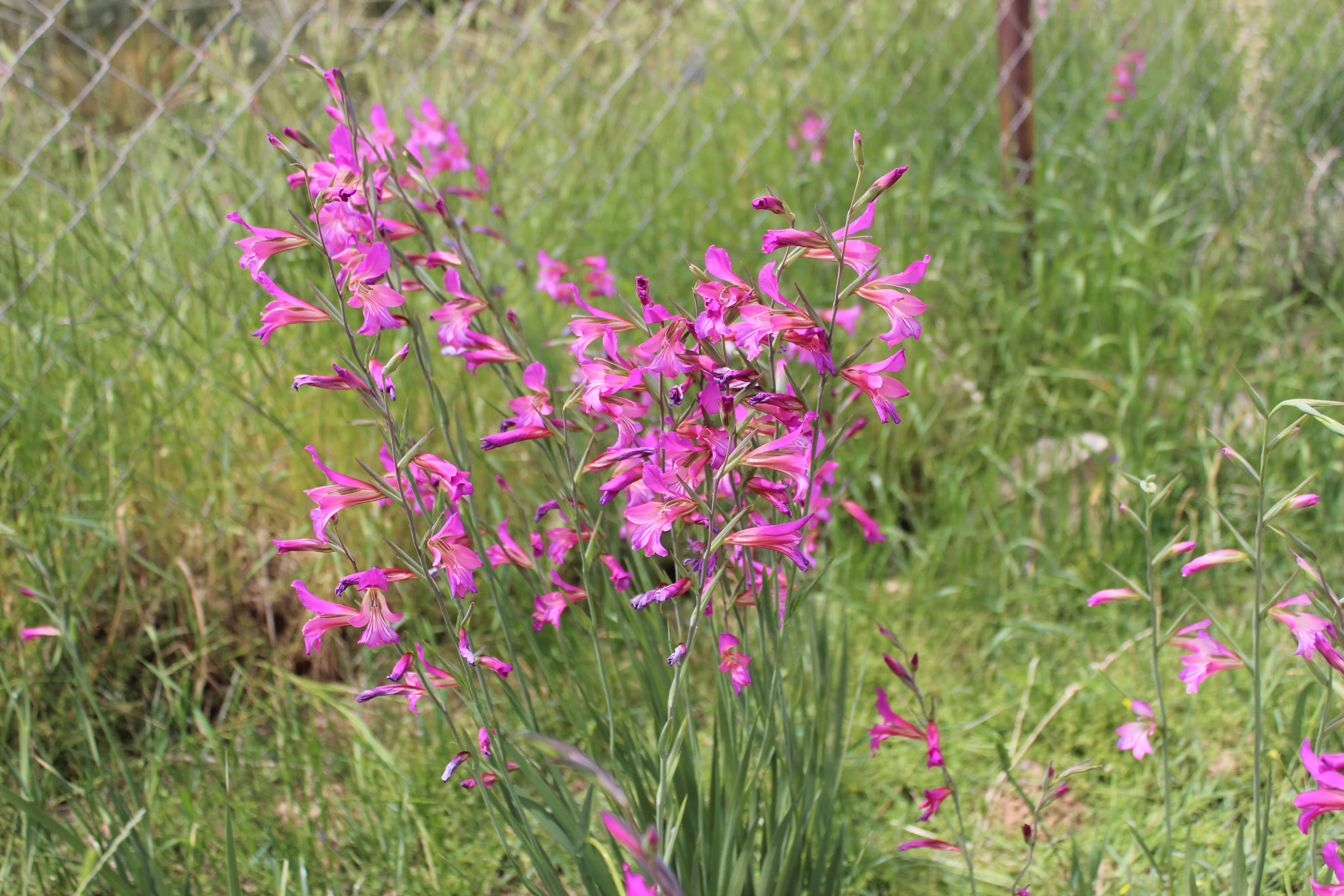 Plant Image